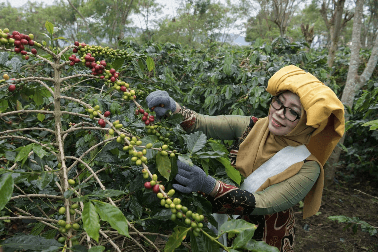 Menanam dan memilih cherry terbaik