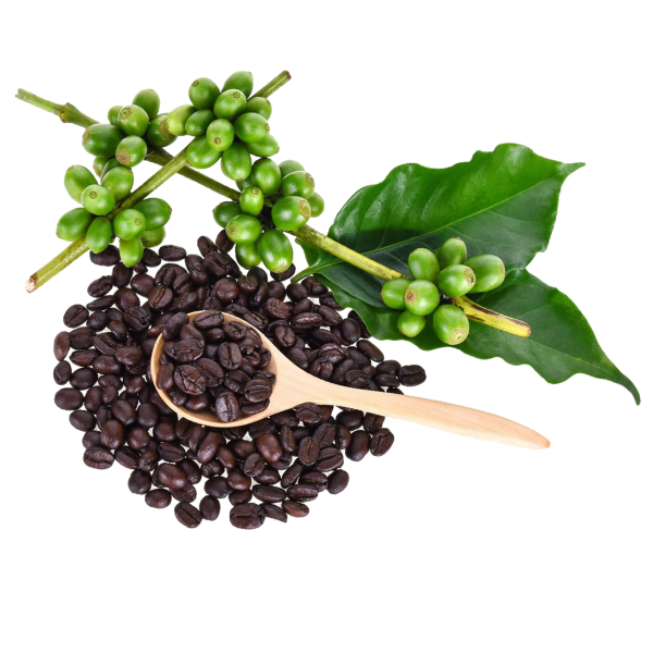 Robusta
